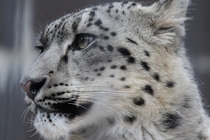 Snow leopard Panthera uncia 