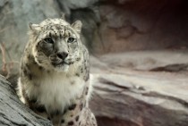 Snow Leopard Panthera uncia 