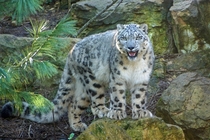 Snow Leopard Uncia uncia  - Twycross Zoo England