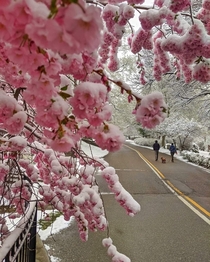 Snow on cherry blossom