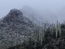 Snow on Saguaro Tucson AZ February  