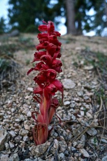 Snow Plant Sarcodes Sanguinea in Angeles National Forest 
