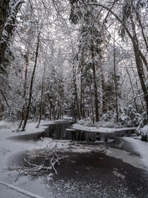 Snow trying to turn a swamp into fairyland Tyrest National Park Sweden 