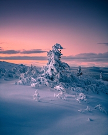 Snowcovered pine tree in Lapland Sweden 