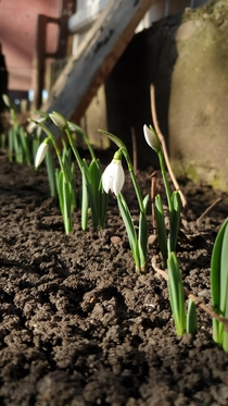 Snowdrop Galanthus to early this year Jan Romania 
