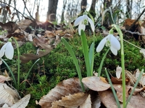 Snowdrops In The Forest  Hungary x OC