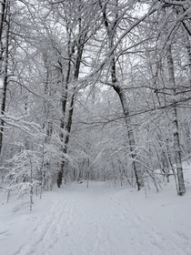 Snowstorm trail forest in at mont St-Hilaire Qubec 