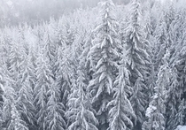 Snowy British Columbia Forest 