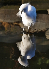 Snowy egret OC