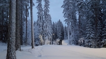 Snowy forest  Finland
