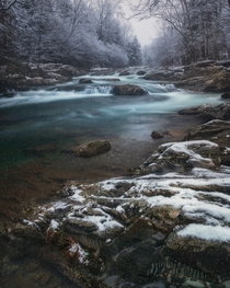 Snowy Greenbrier in the Great Smoky Mountains National Park 