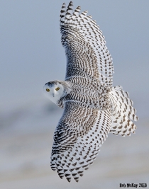 Snowy Owl by Rob McKay 