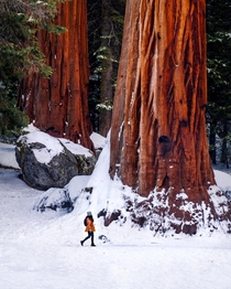 Snowy Sequoia National park