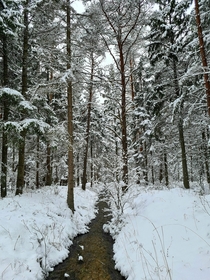 Snowy stream Estonia 