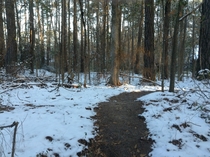 Snowy trail at dawn