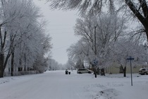 Snowy trees along the street 