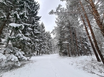 Snowy trees Estonia 