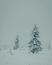 Snowy trees in Alaska