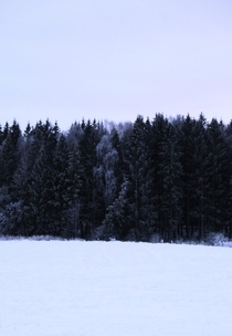 Snowy trees outside Oslo Norway 