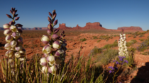 Soapweed Yucca Yucca glauca - Monument Valley Navajo Nation USA 