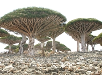 Socotra Island The Most Alien-Looking Place on Earth