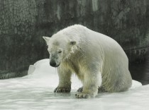 Soggy Polar Bear  by Yulia Volodina