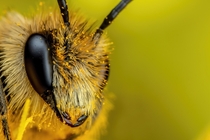 Solitary Bee III 