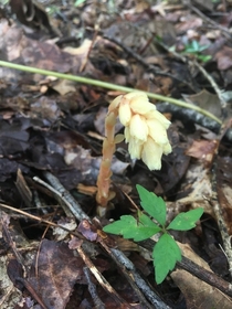 Solo Indian Pipe Monotropa uniflora that I found in NC It does not contain chlorophyll and gets its energy by parasitic means