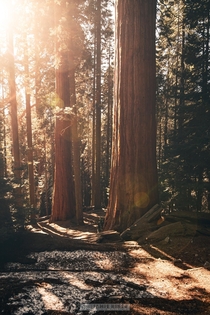 Some beautiful golden light in Sequoia IG jah_creations