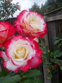 Some beautiful roses I found in England anyone know what they are called 