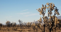 Some charred Joshua Trees at Teutonia Peak in California - Mojave National Preserve 
