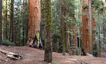 Some enormous trees in the forest of Sequoia NP CA 