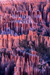 Some hoodoos just before sunrise Bryce Canyon National Park UT 