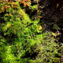 Some humble moss that just grew in the pot of one of my indoor plants 