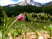 Some of the only snow in this area of Colorado One of the last eild flowers too Independence Pass CO 