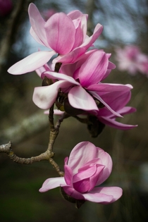Some pretty magnolias 