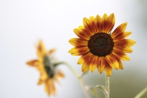 Some type of sunflower Helianthus annuus 