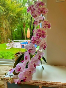 Someone threw out this orchid in the dumpster Rescued a real beauty