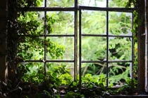Something so beautiful about overgrown windows - fort de la Chartreuse Liege