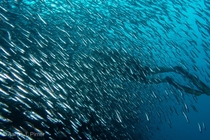 Son engulfed by sardines Missool Raja Ampat Indonesia 
