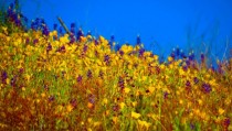 Sonoran Desert Wildflowers 