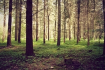 South German forest 