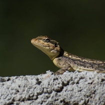 South Indian Rock Agama
