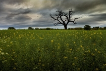 South Staffordshire Tree - UK  x  OC Early Summer in England Fields blooming dead trees and stormy skies