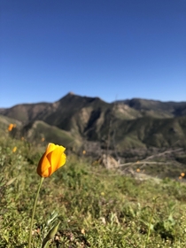 Southern California Poppy 