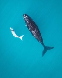 Southern Right Whale with a rare white calve