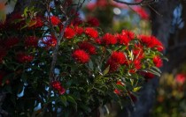 Southern rt Metrosideros umbellata New Zealands Christmas Tree flowering today 