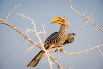 Southern Yellow-billed Hornbill Tockus leucomelas Photo credit to Chris Stenger