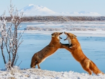 Sparring Foxes Alaska 