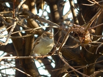 Sparrow sitting on a tree